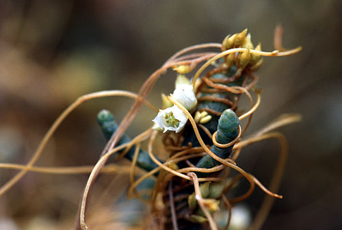 Cuscuta pacifica